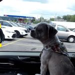 Classi Cab Wheelchair Transportation SERVICES