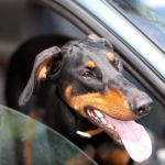 How to Find Pet-Friendly Rental Cars in the US