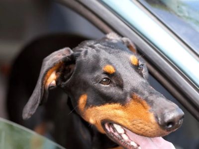 How to Find Pet-Friendly Rental Cars in the US