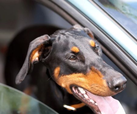 How to Find Pet-Friendly Rental Cars in the US